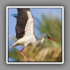 White Stork (4)